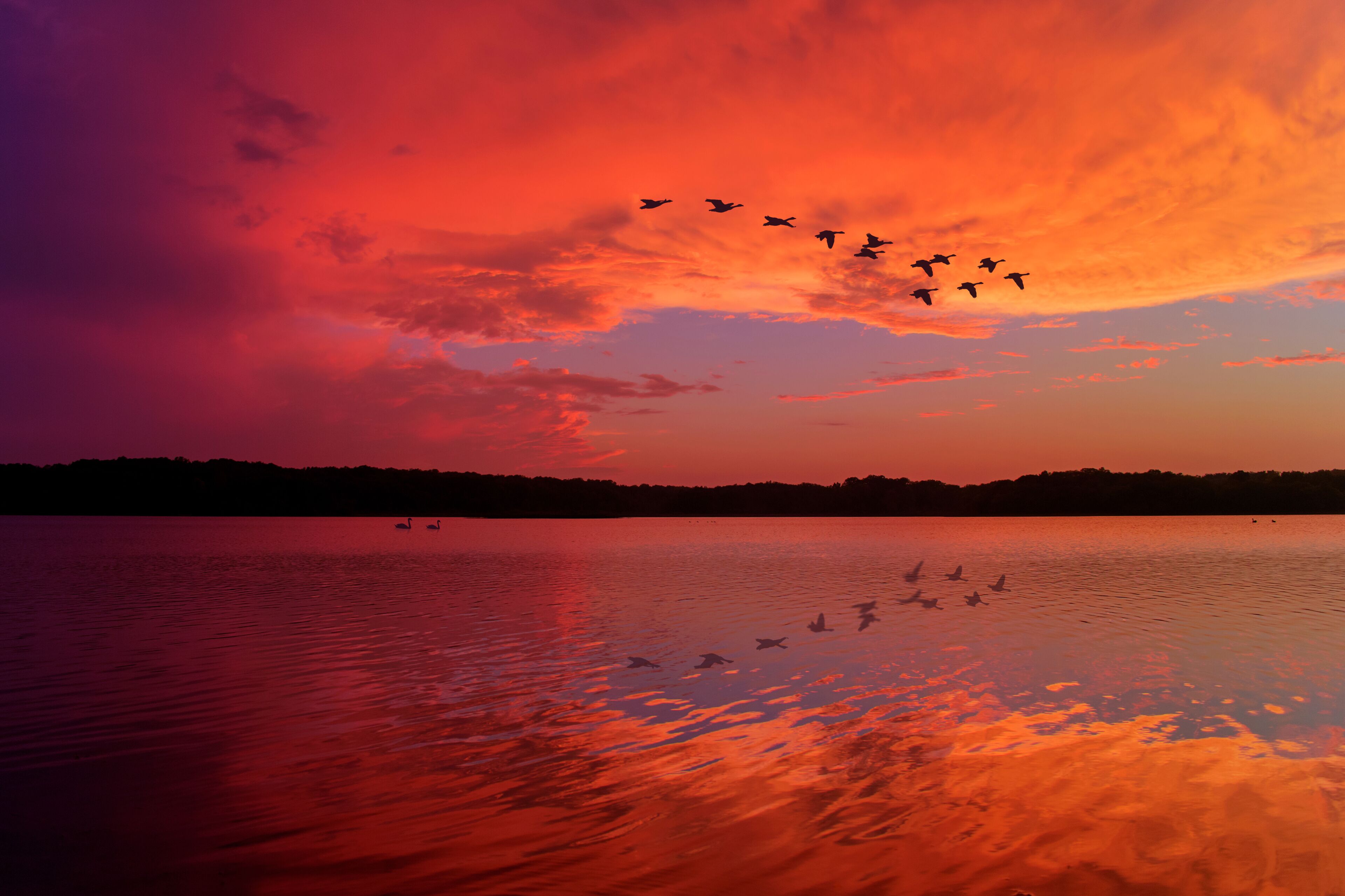 Stunning Sunset Sky Reflected on Relaxing Lake With Canadian Geese Flying Overhead