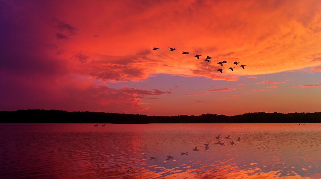 Stunning Sunset Sky Reflected on Relaxing Lake With Canadian Geese Flying Overhead