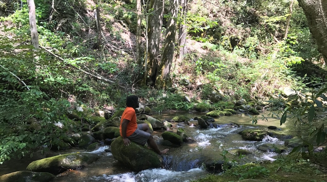 Pull off and cool your feet in a cool #mountain spring!! #water #smokymountains #nationalparks #tennessee #aquatrove
#nationalpark