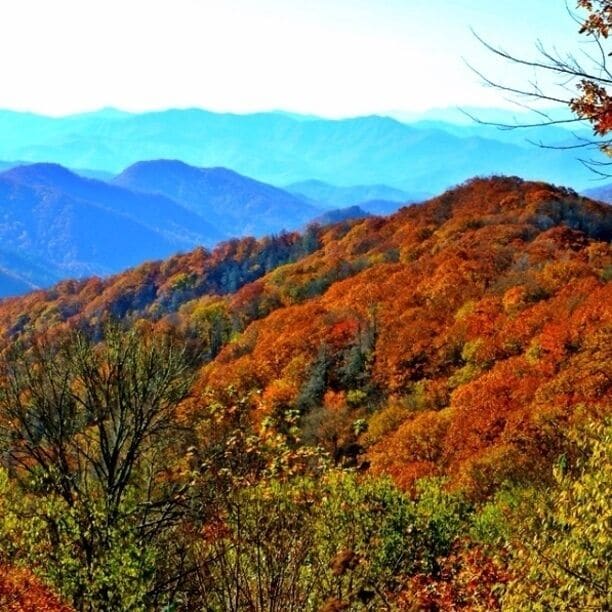 The park usually experiences an autumn leaf season of several weeks as fall colors travel down the mountain sides from high elevation to low. However, the timing of fall color change depends upon so many variables that the exact dates of "peak" season are impossible to predict in advance.
