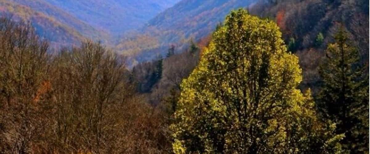 Why are fall colors so remarkable in the Smokies? One reason is the park's amazing diversity of trees. Some 100 species of native trees live in the Smokies and the vast majority of these are deciduous.