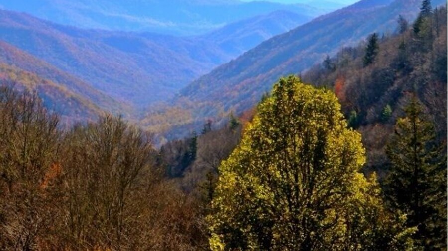 Why are fall colors so remarkable in the Smokies? One reason is the park's amazing diversity of trees. Some 100 species of native trees live in the Smokies and the vast majority of these are deciduous.