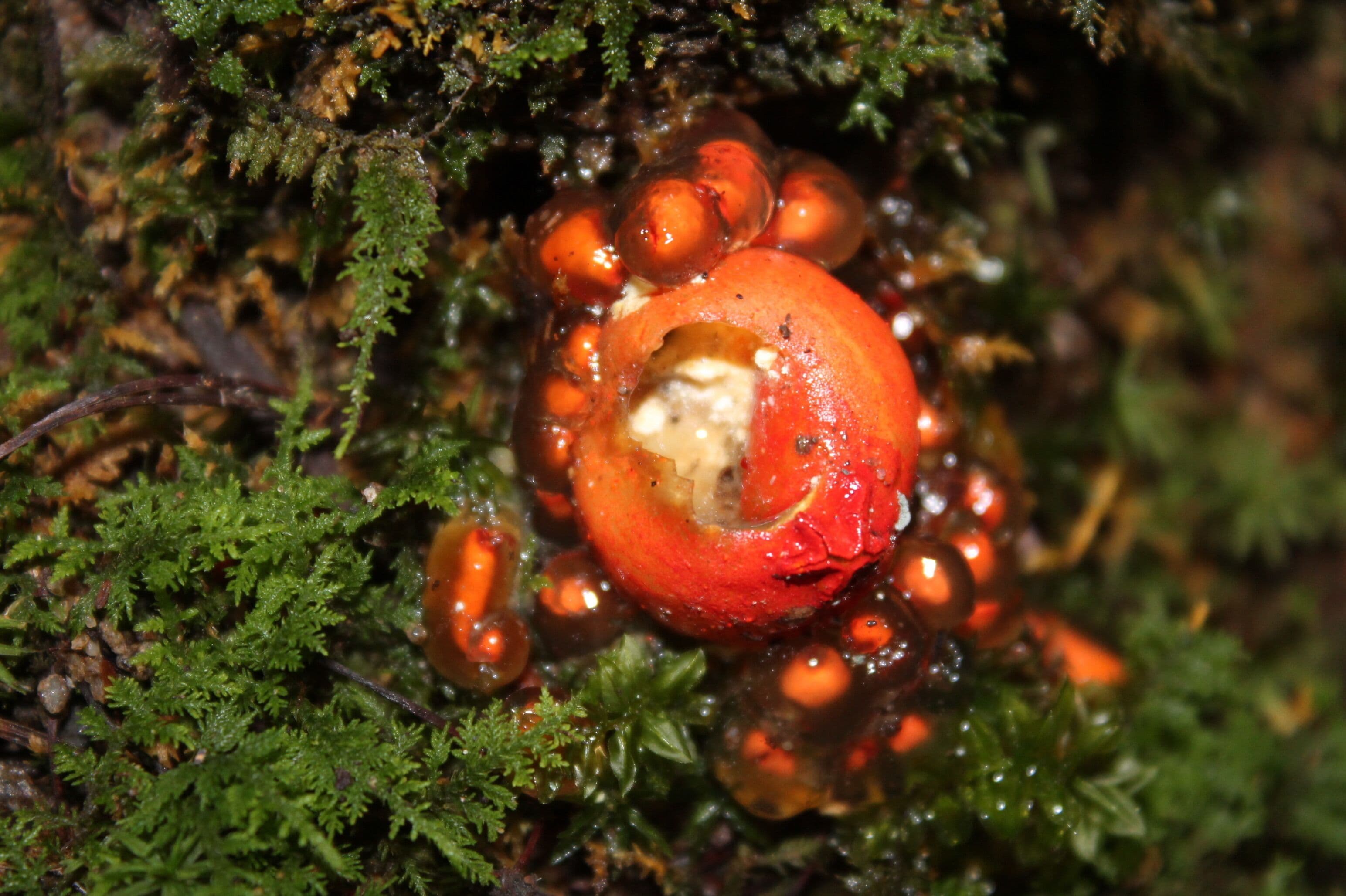 I found this growing under some ferns at the base of a rock on the trail to Rainbow Falls in Great Smoky Mountains National Park. This is an “ off the beaten path” section of the park accessed from the Roaring Fork Motor Nature Trail. I’d love to know what it is if anyone has an idea! #Nature