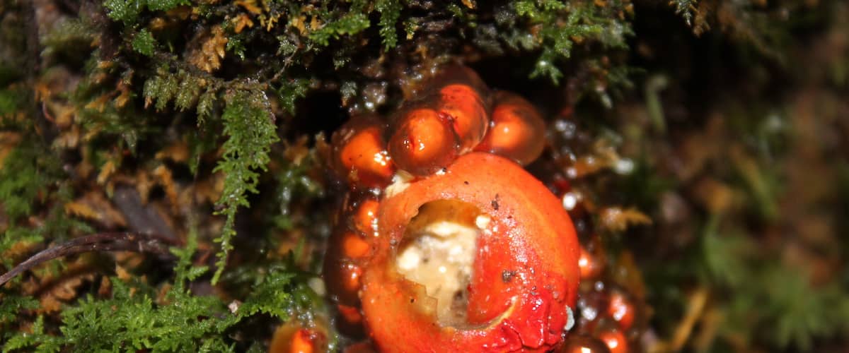 I found this growing under some ferns at the base of a rock on the trail to Rainbow Falls in Great Smoky Mountains National Park. This is an “ off the beaten path” section of the park accessed from the Roaring Fork Motor Nature Trail. I’d love to know what it is if anyone has an idea! #Nature