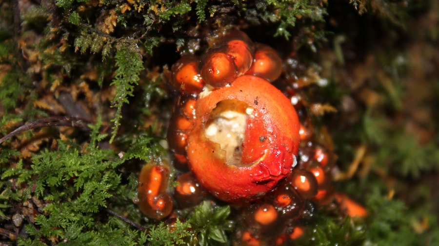 I found this growing under some ferns at the base of a rock on the trail to Rainbow Falls in Great Smoky Mountains National Park. This is an “ off the beaten path” section of the park accessed from the Roaring Fork Motor Nature Trail. I’d love to know what it is if anyone has an idea! #Nature