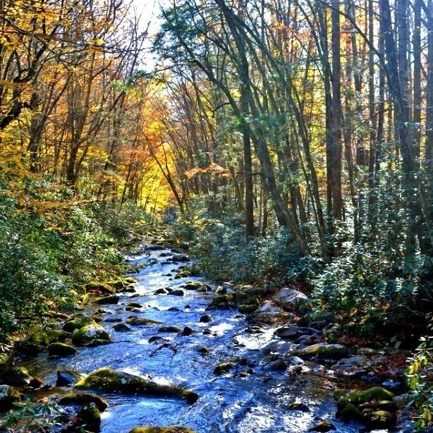 The fall color display usually reaches peak at mid and lower elevations between mid-October and early November. This is the park's most spectacular display as it includes such colorful trees as sugar maple, scarlet oak, sweetgum, red maple, and the hickories.
