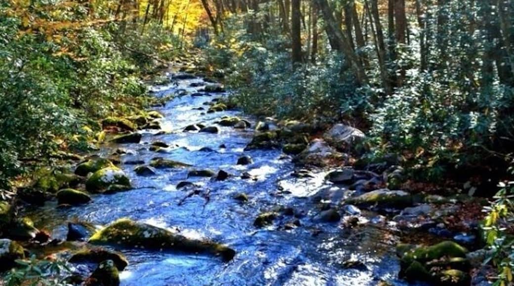The fall color display usually reaches peak at mid and lower elevations between mid-October and early November. This is the park's most spectacular display as it includes such colorful trees as sugar maple, scarlet oak, sweetgum, red maple, and the hickories.