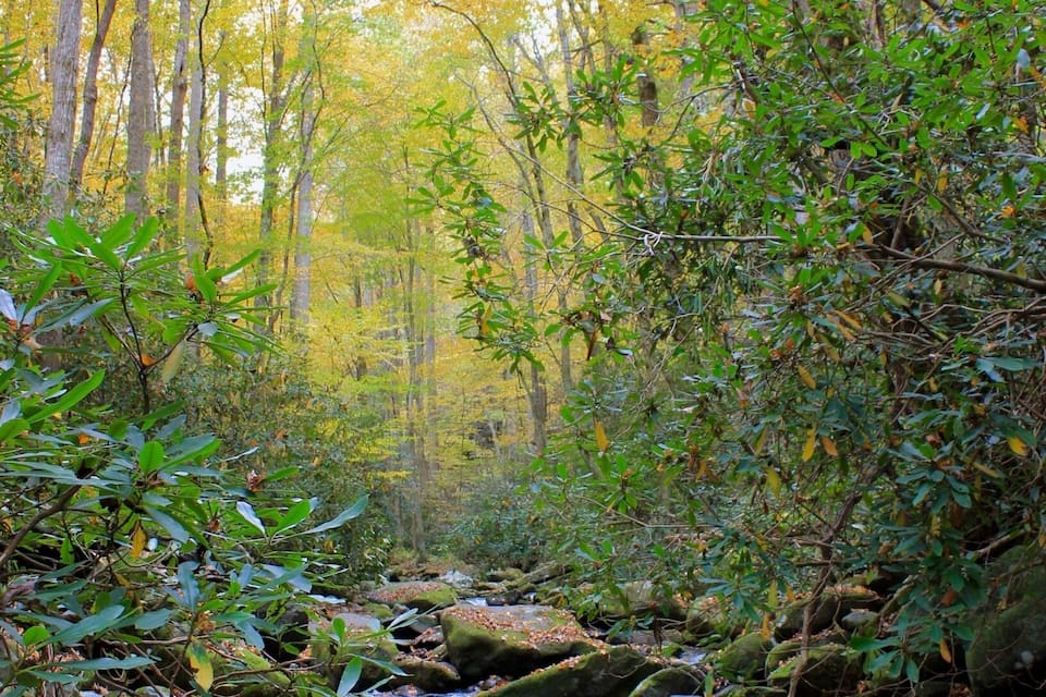 A forest stream surrounded by autumn-colored trees.
