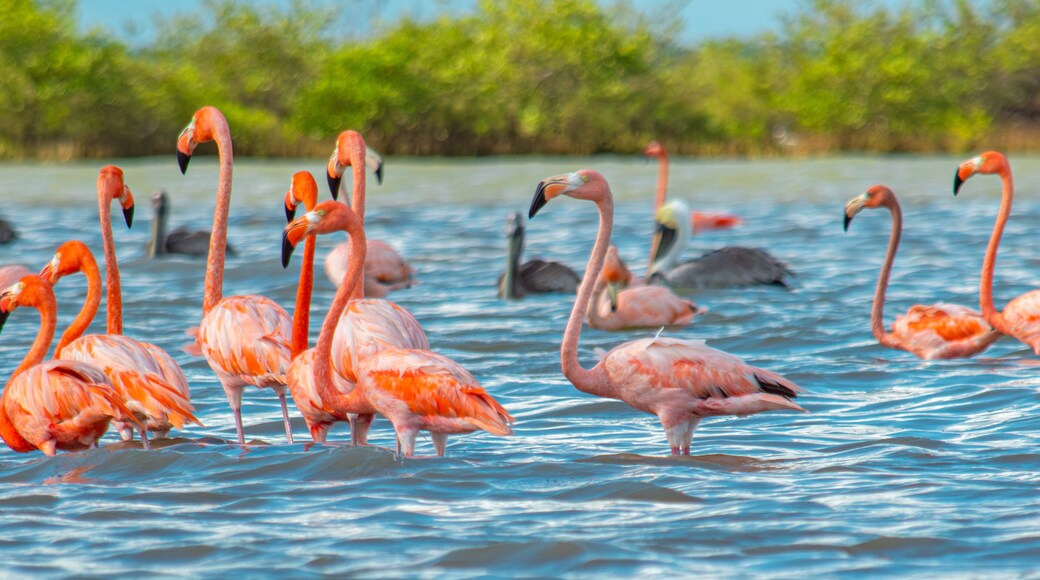 Sanctuaire Los Flamencos