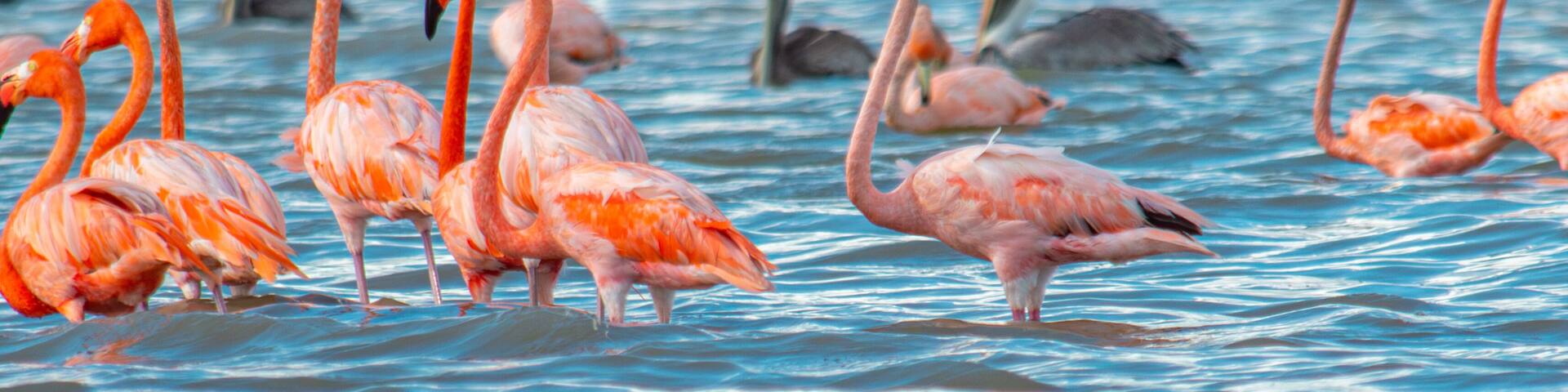 Stunning Flamingos in the Scenic Sanctuary of Los Flamencos, La Guajira, Colombia