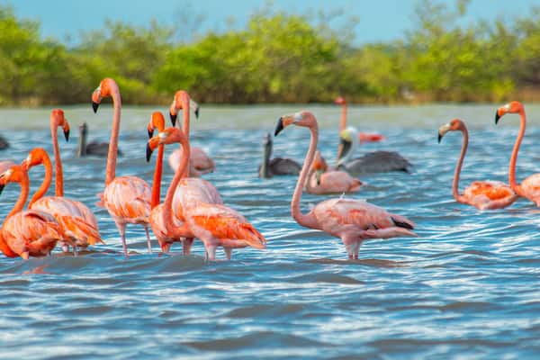 A group of flamingos standing in shallow water with a clear blue sky and greenery in the background.