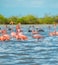 Stunning Flamingos in the Scenic Sanctuary of Los Flamencos, La Guajira, Colombia