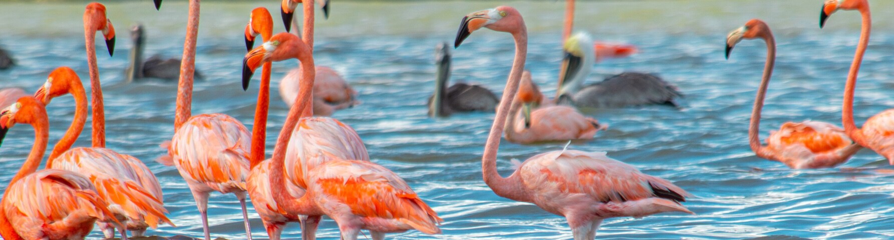 Stunning Flamingos in the Scenic Sanctuary of Los Flamencos, La Guajira, Colombia