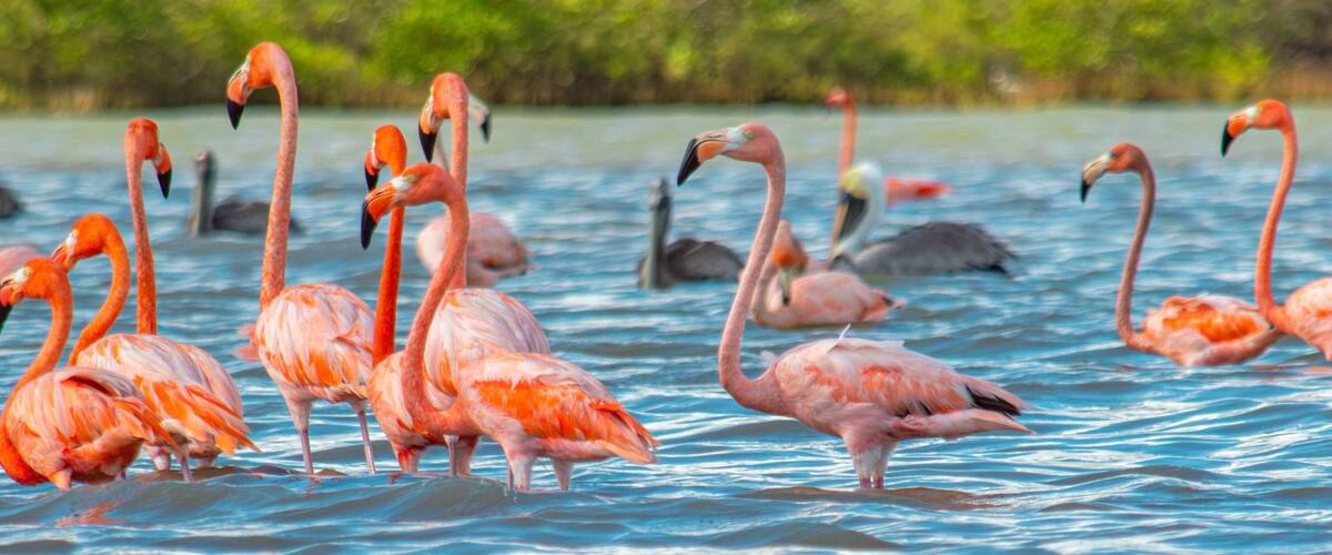 A group of flamingos standing in shallow water with a clear blue sky and greenery in the background.