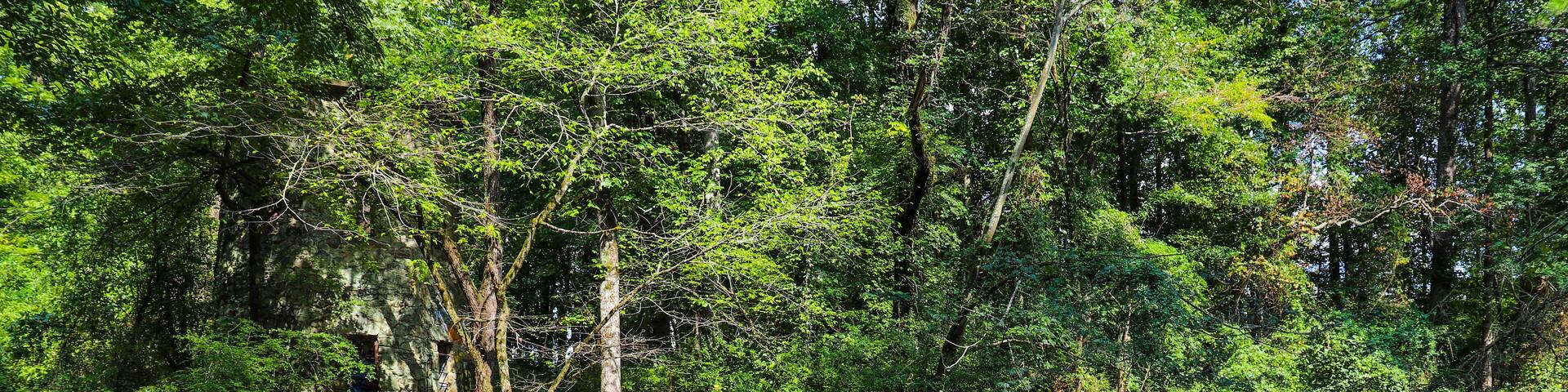 a majestic shot of a waterfall on South Fork Peachtree Creek surrounded by lush green trees reflecting off the water at Lullwater Preserve in Decatur Georgia