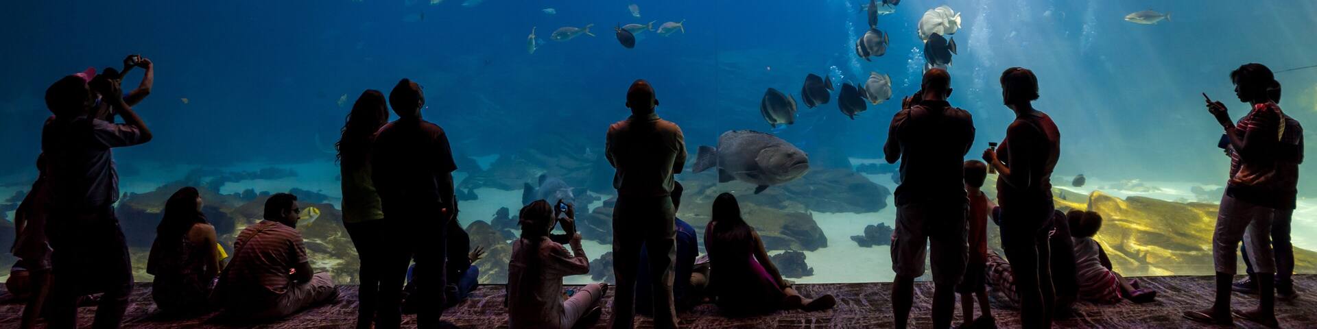 An aquarium with a large shark swimming above a school of fish.