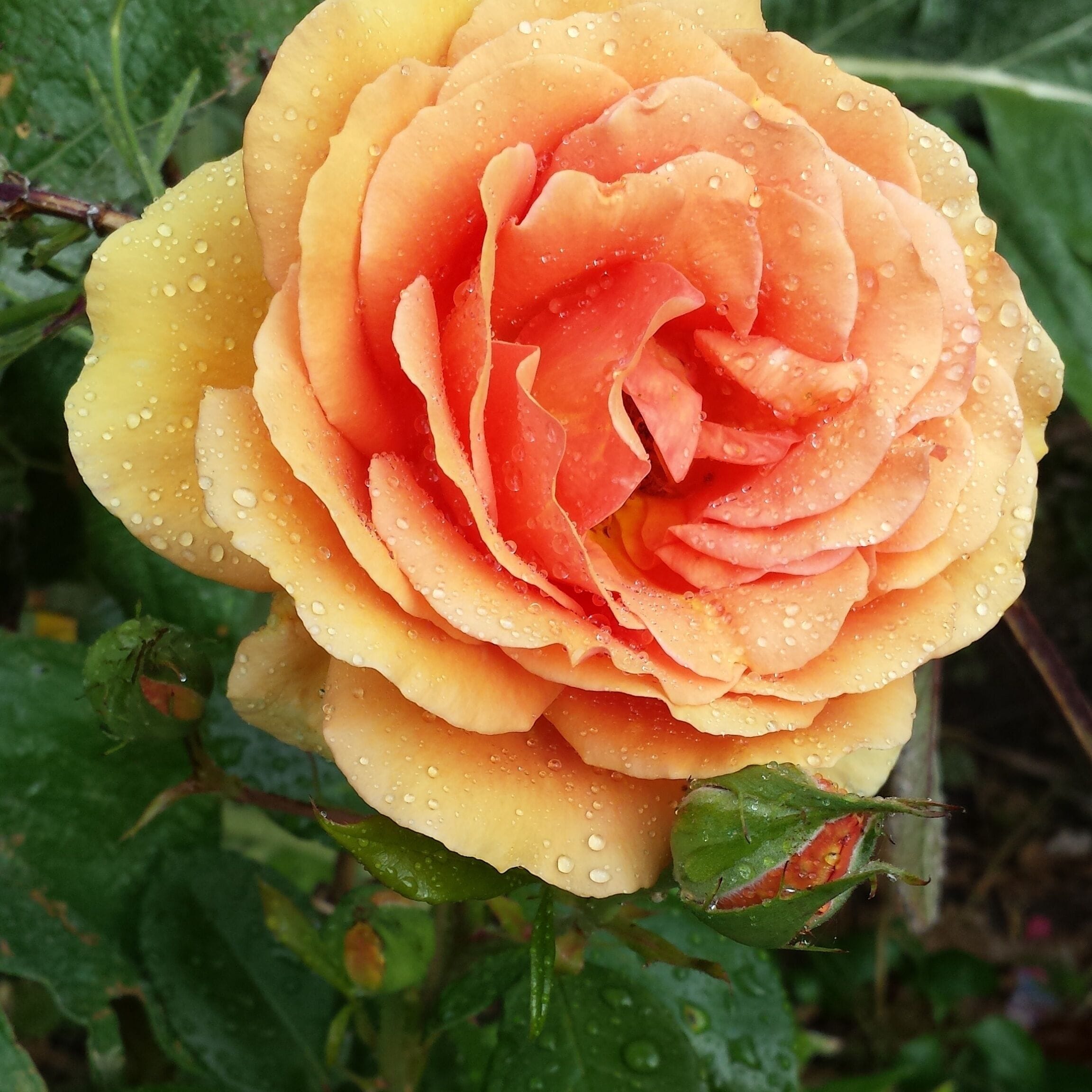 Raindrops and Roses in our English Garden.
