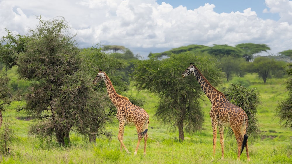 Deux girafes dans une savane herbeuse, parsemée d’arbres, sous un ciel nuageux.