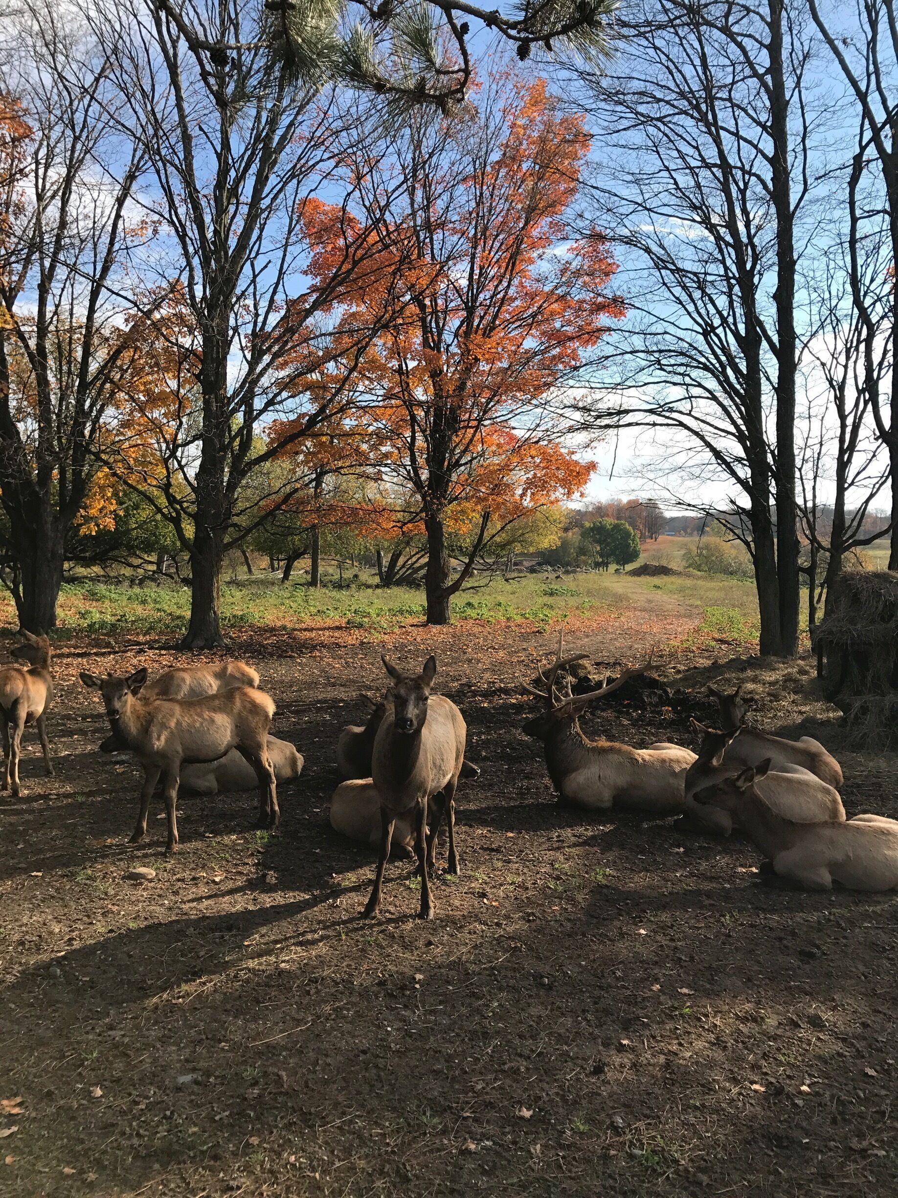 Best spot to see Elks in Michigan. Not tricky to see those
