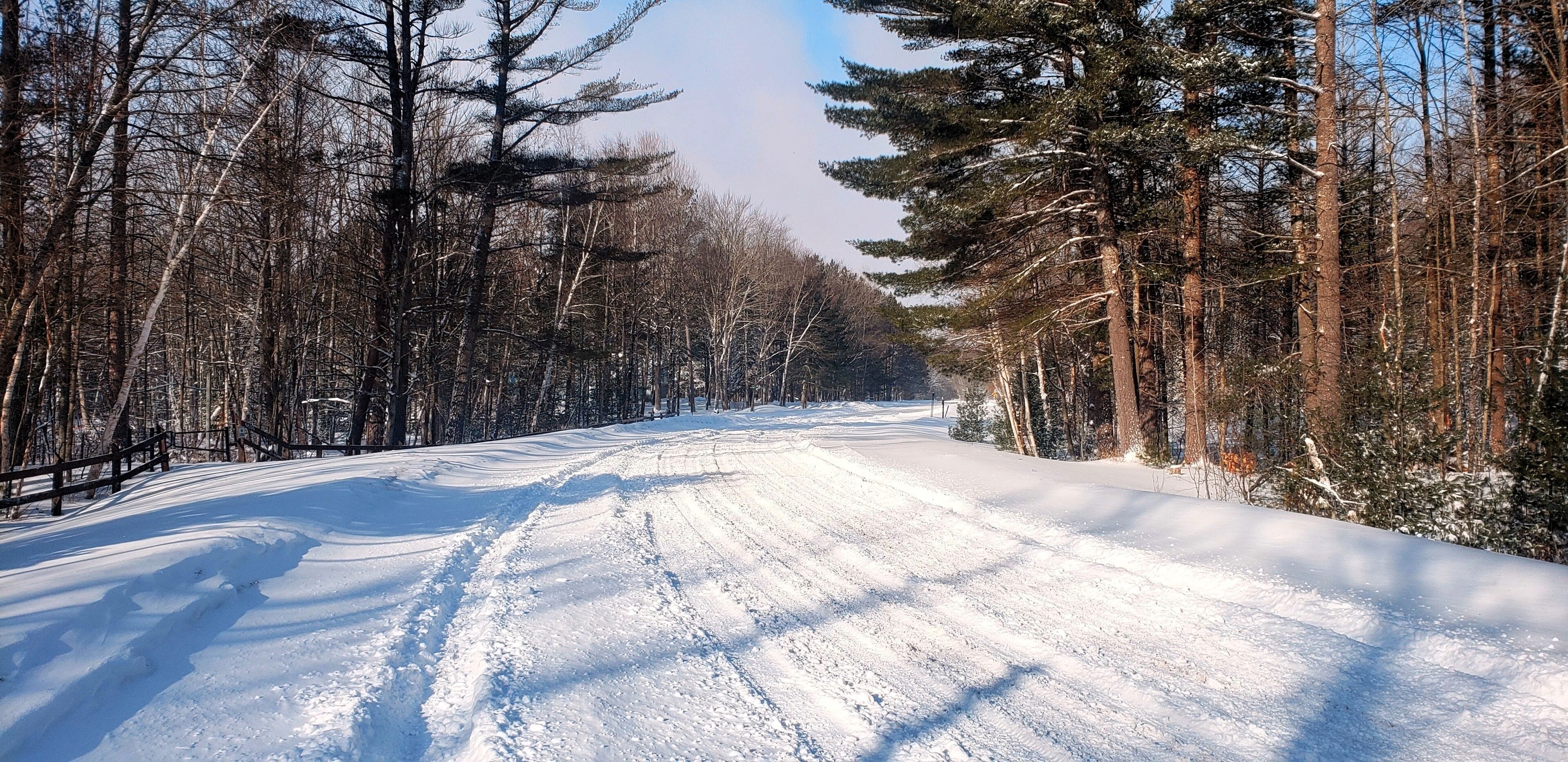Tire tracks in a snow-covered road surrounded by conifers