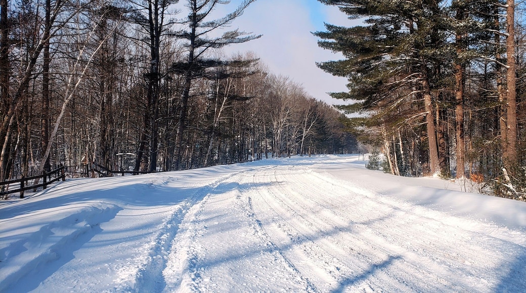 Tire tracks in a snow-covered road surrounded by conifers