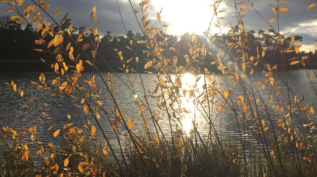 A walk in the woods, Mastbos Breda