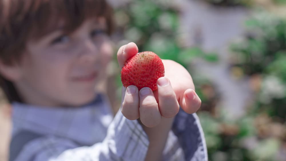 Southern Hill Farms is a family owned and operated u-pick and commercially harvested blueberry farm located in Clermont, FL.
