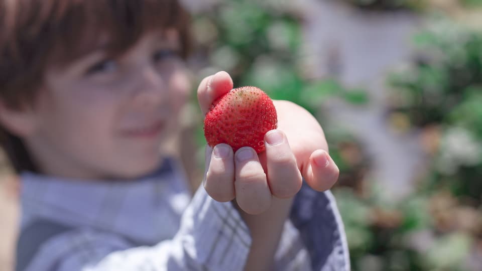 A child holding a strawberry.