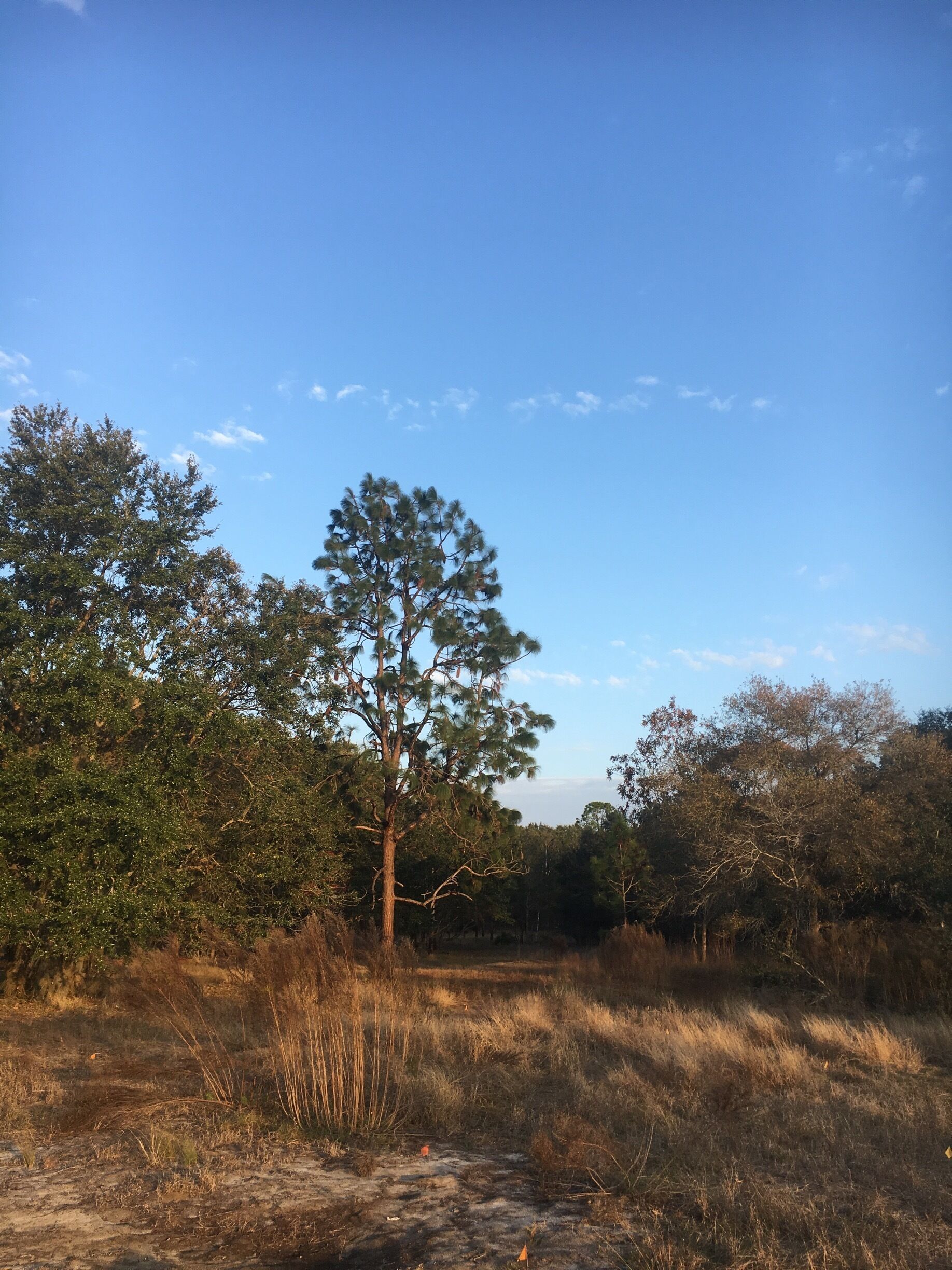 Beautiful evening for a walk! 