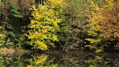 This is a pond in our neighborhood.