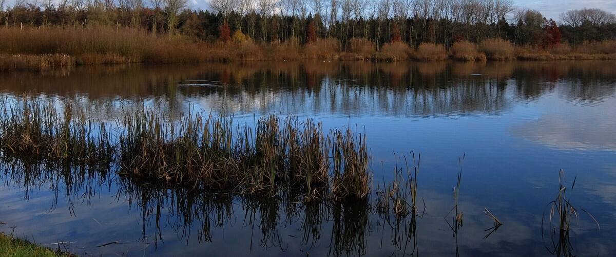 A calm lake with reflections of trees and sky, surrounded by grassy banks and reeds.