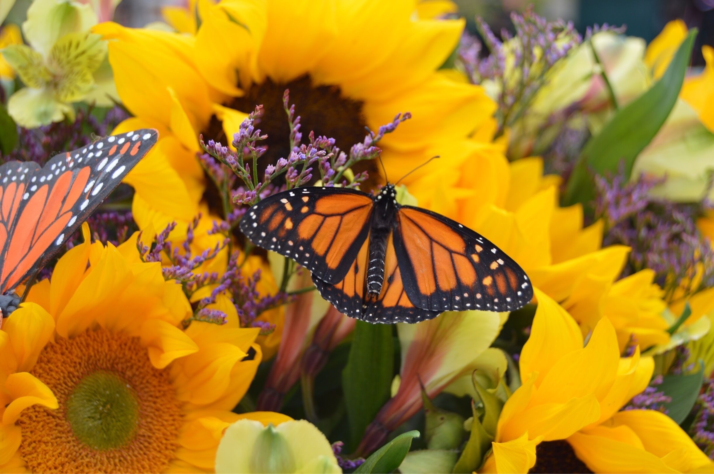 Newly released butterfly reluctant to take wing
