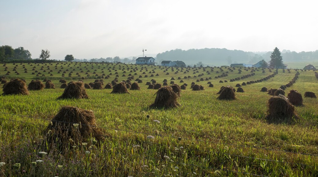 Campo di grano degli Amish