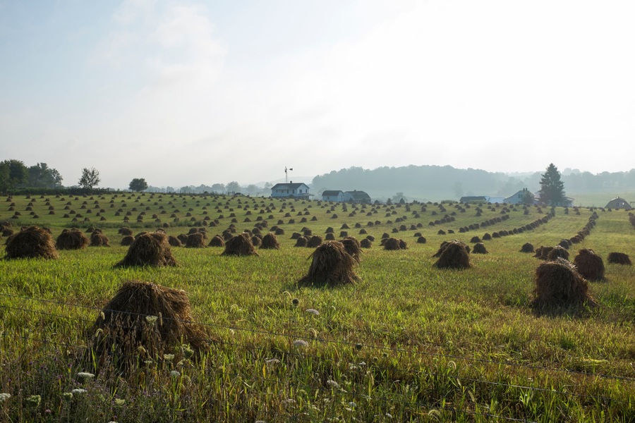 Campo di grano degli Amish