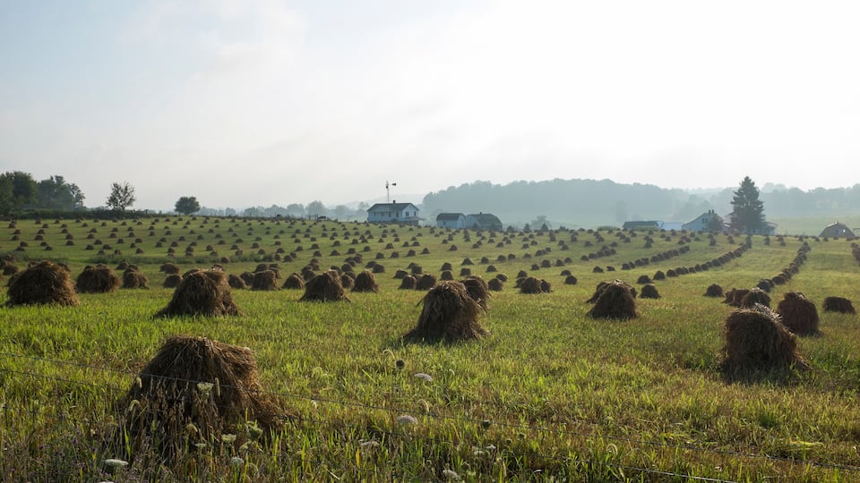 A field of hay bales in a rural landscape with a farmhouse in the background.