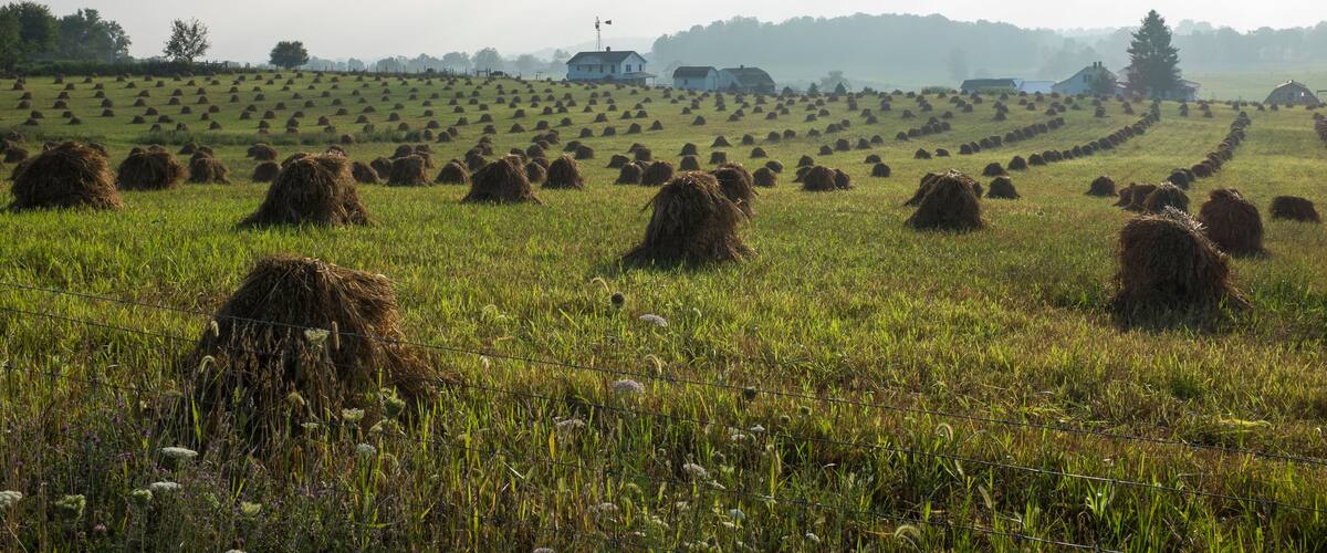 A field of hay bales in a rural landscape with a farmhouse in the background.