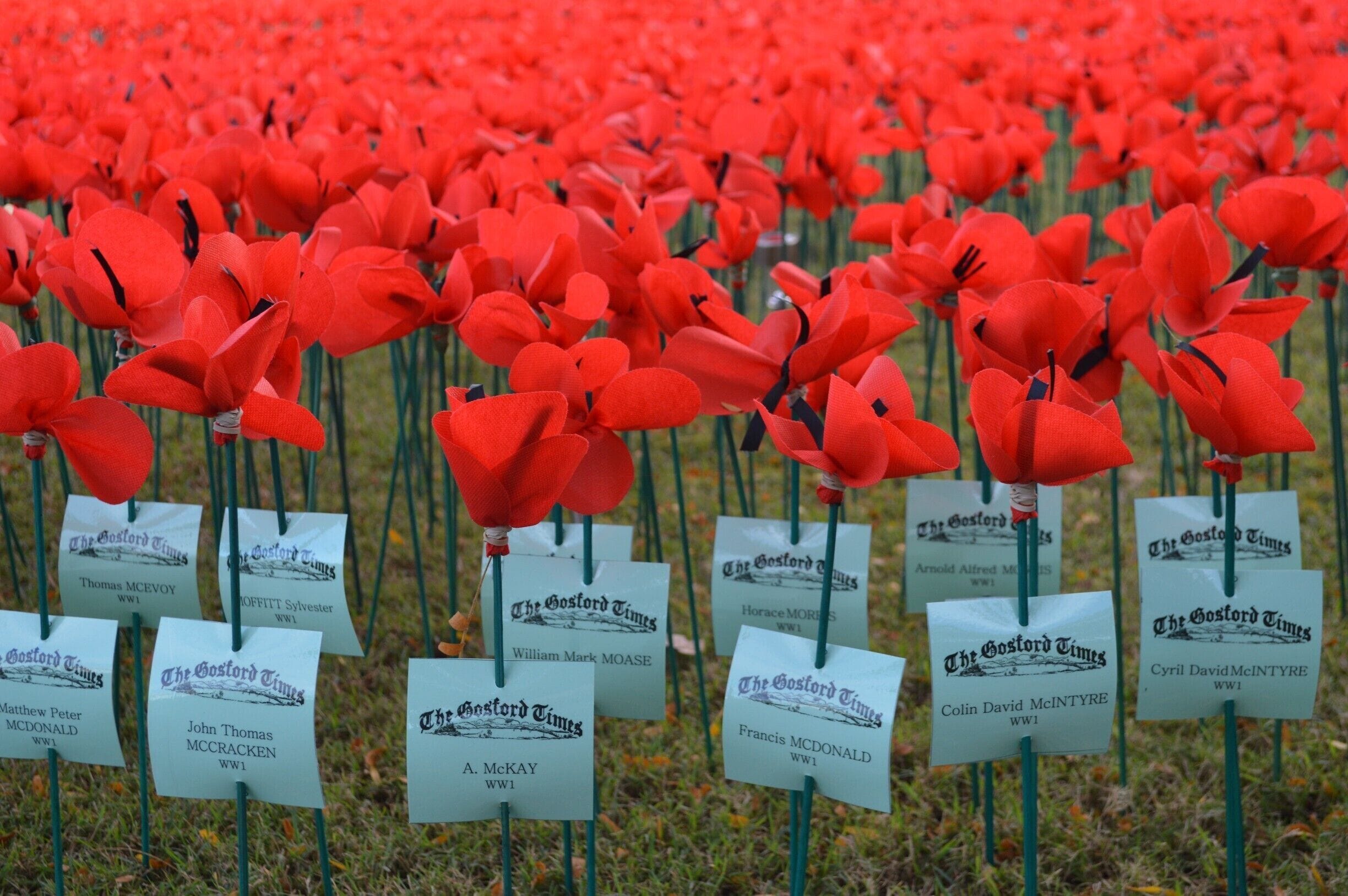The Waterfront in Gosford is turning red in a sea of poppy's to commemorate our ANZAC's. 
Each poppy is handmade,unique and individual like our soldiers. 
On 25 April 2015, Australians and New Zealanders unite as on this day 100 years ago, our troops landed on the shores of Gallipoli in WW1. This was the turning point of our Nation who is now known to be a strong and independent nation in the worlds eye.  
Lest we forget.

