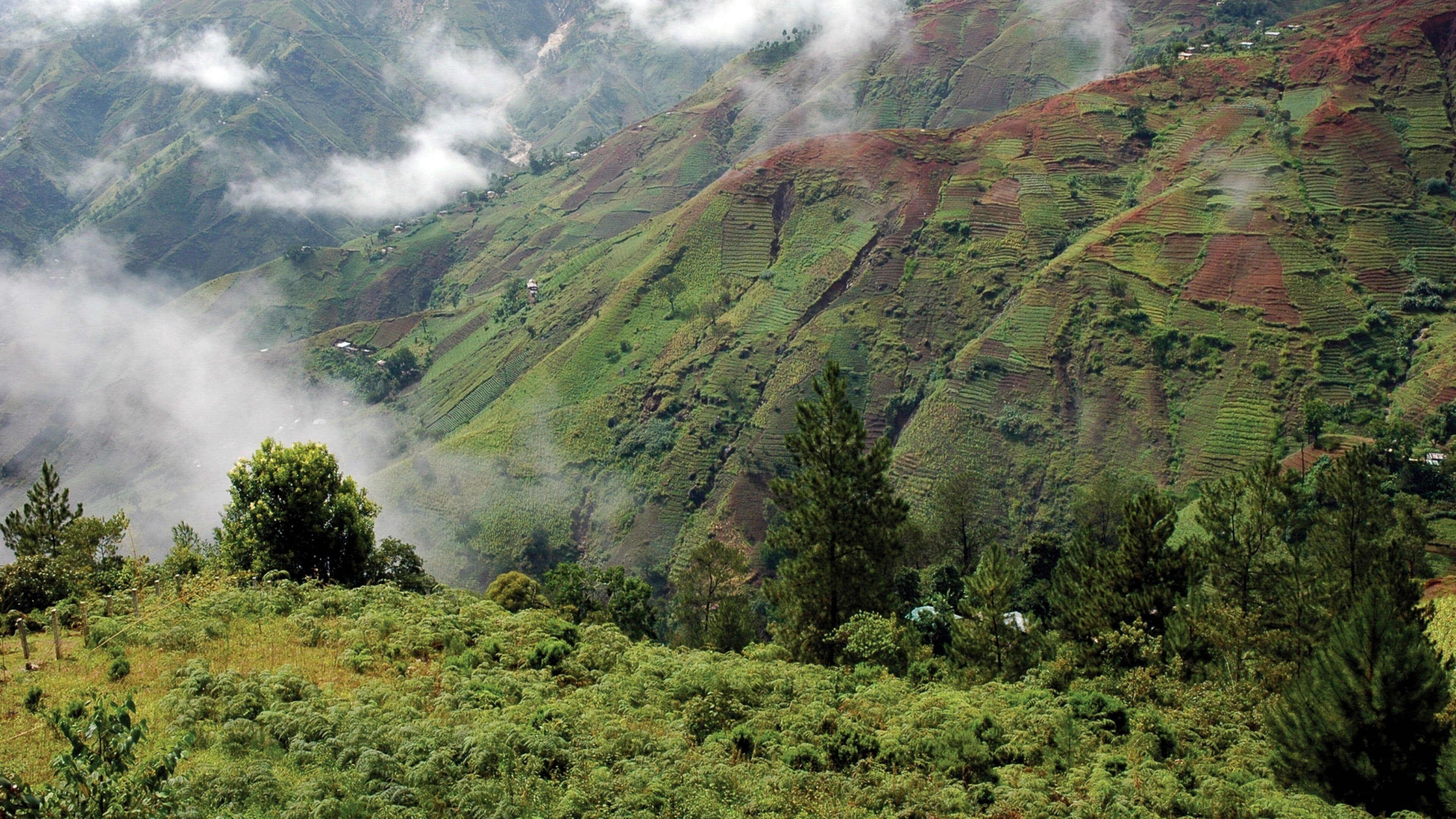 A mountainous landscape with terraced fields and dense forest.