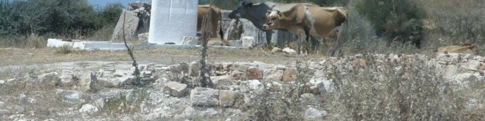 Cows around a monument