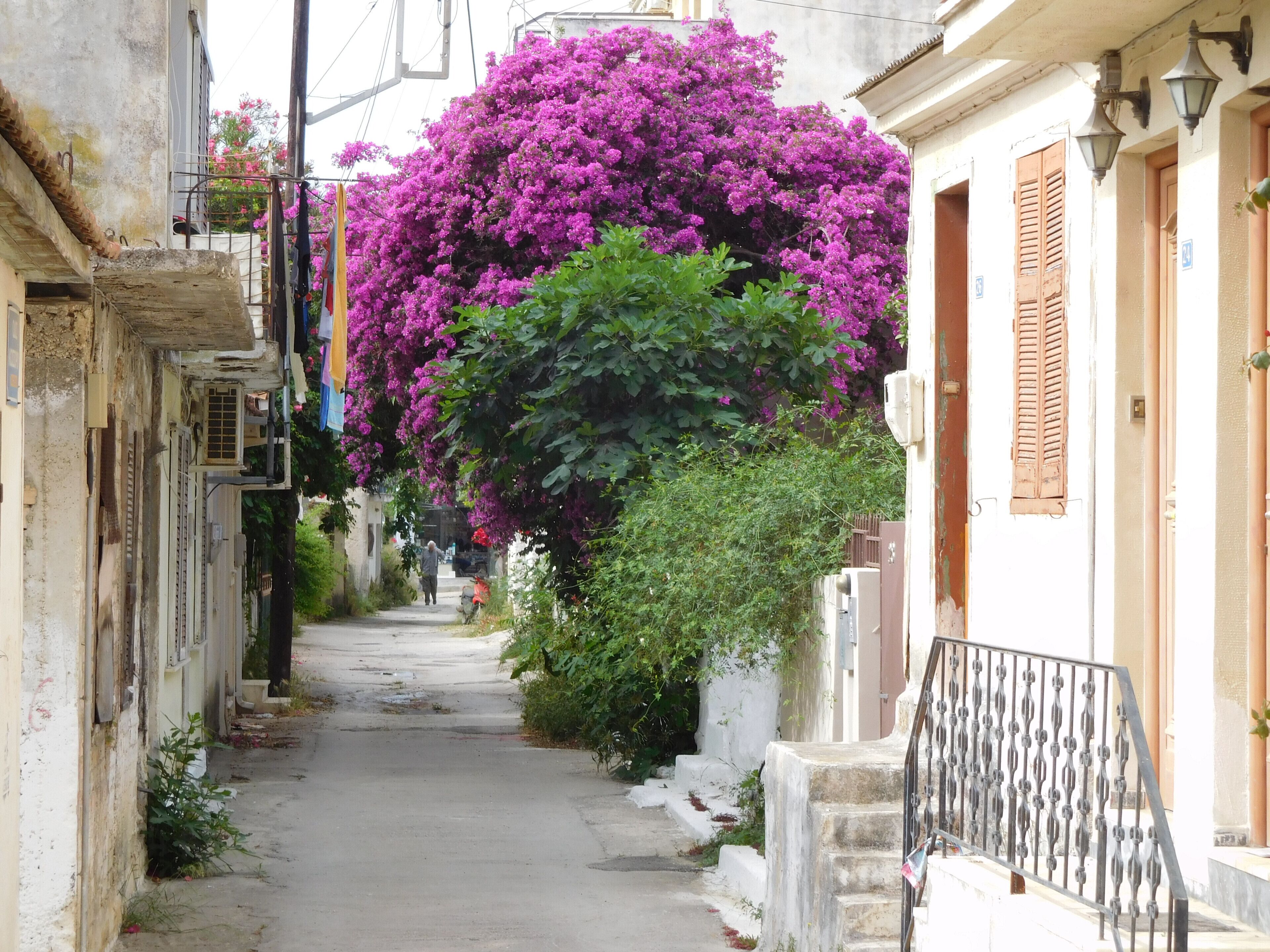 A narrow street flanked by buildings with vibrant purple bougainvillea flowers.