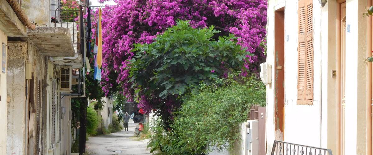 A narrow street flanked by buildings with vibrant purple bougainvillea flowers.