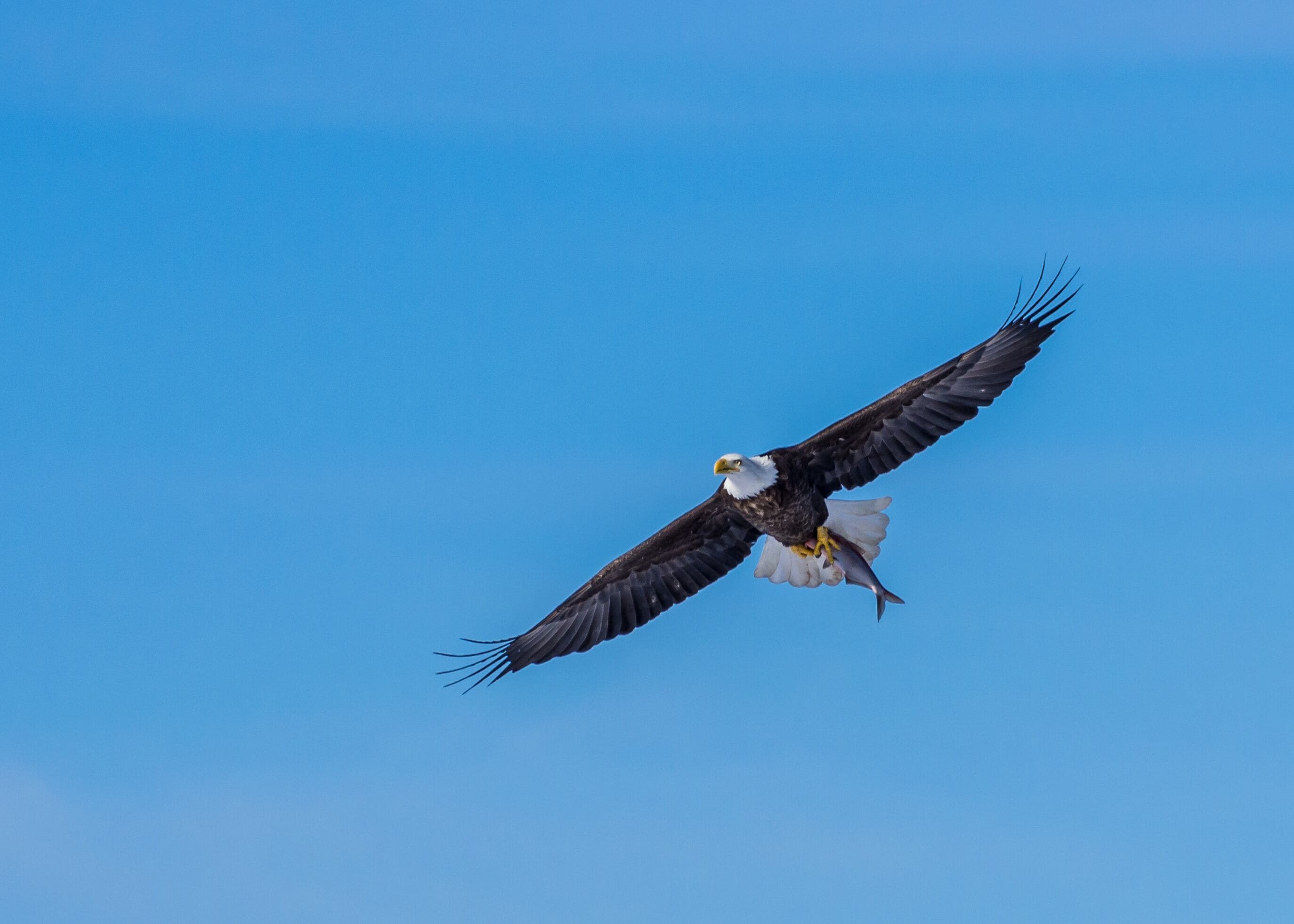 Bald Eagle Carrying Fish