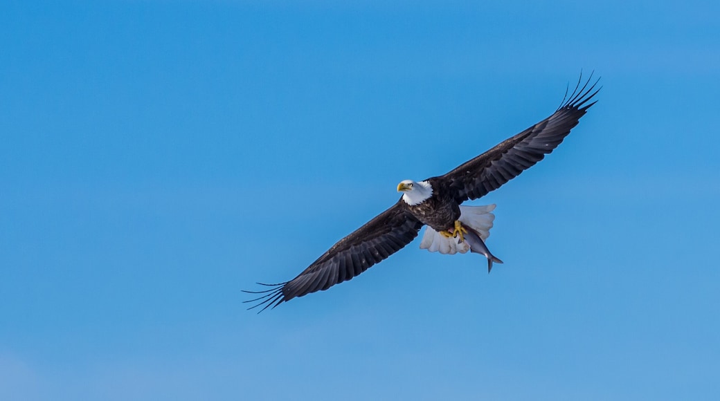 Bald Eagle Carrying Fish