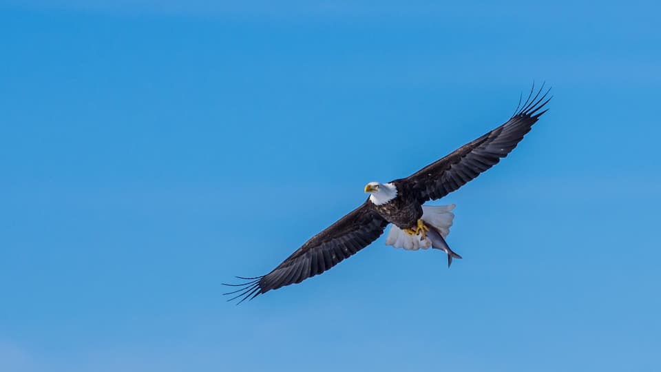 A bald eagle in flight against a clear blue sky.