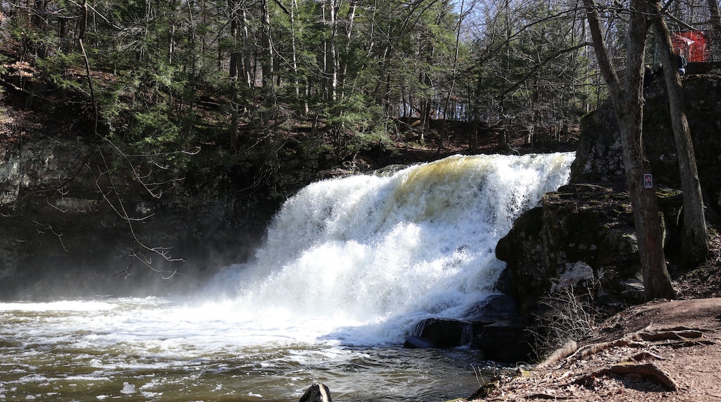 Una cascada en un área boscosa con un primer plano rocoso y árboles densos al fondo.