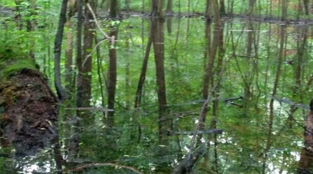 One of the vernal pools at Heckert Nature Preserve. Vernal pools are ephemeral wetlands that collect in the spring and usually dry up in the heat of the summer. Since they aren't full year round, they don't generally support fish. This benefits smaller amphibious creatures who can reproduce more successfully without the threat of fish predators.