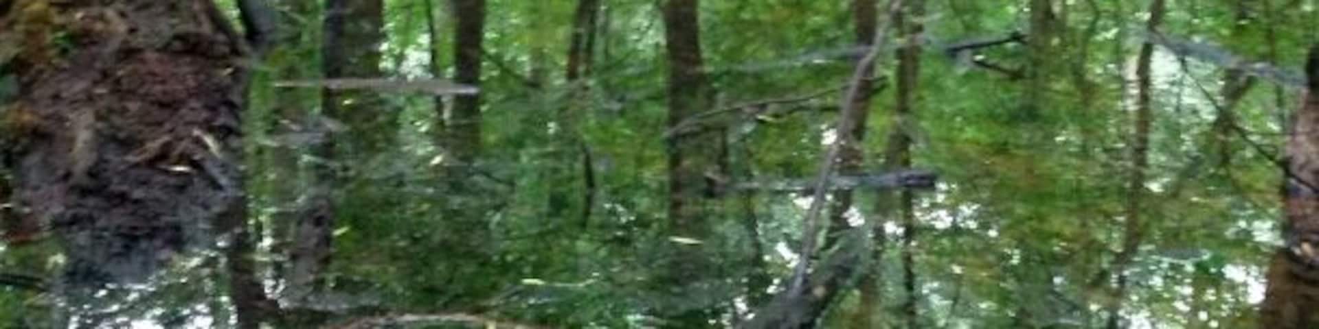 One of the vernal pools at Heckert Nature Preserve. Vernal pools are ephemeral wetlands that collect in the spring and usually dry up in the heat of the summer. Since they aren't full year round, they don't generally support fish. This benefits smaller amphibious creatures who can reproduce more successfully without the threat of fish predators.