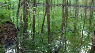 One of the vernal pools at Heckert Nature Preserve. Vernal pools are ephemeral wetlands that collect in the spring and usually dry up in the heat of the summer. Since they aren't full year round, they don't generally support fish. This benefits smaller amphibious creatures who can reproduce more successfully without the threat of fish predators.