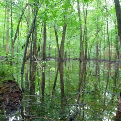 One of the vernal pools at Heckert Nature Preserve. Vernal pools are ephemeral wetlands that collect in the spring and usually dry up in the heat of the summer. Since they aren't full year round, they don't generally support fish. This benefits smaller amphibious creatures who can reproduce more successfully without the threat of fish predators.