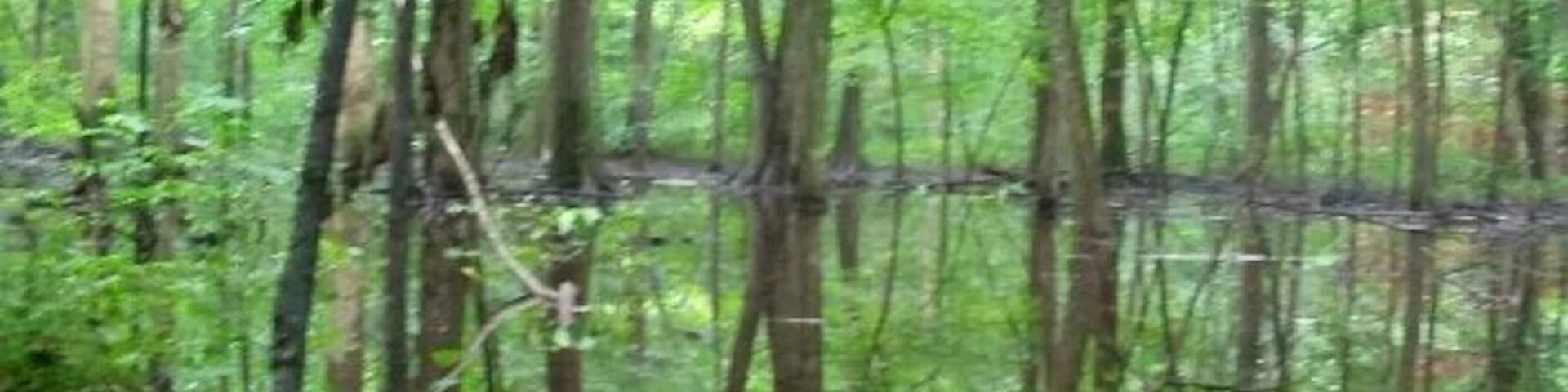 One of the vernal pools at Heckert Nature Preserve. Vernal pools are ephemeral wetlands that collect in the spring and usually dry up in the heat of the summer. Since they aren't full year round, they don't generally support fish. This benefits smaller amphibious creatures who can reproduce more successfully without the threat of fish predators.